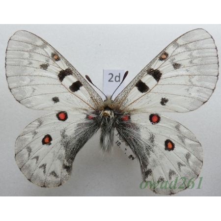 Parnassius jacquemontii Boisduval, 1836 male Tadjikistan2d